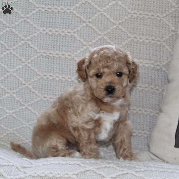 Sprig, Maltipoo Puppy